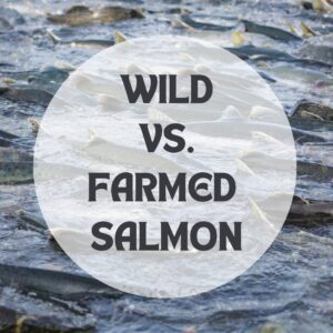 wild vs farmed salmon